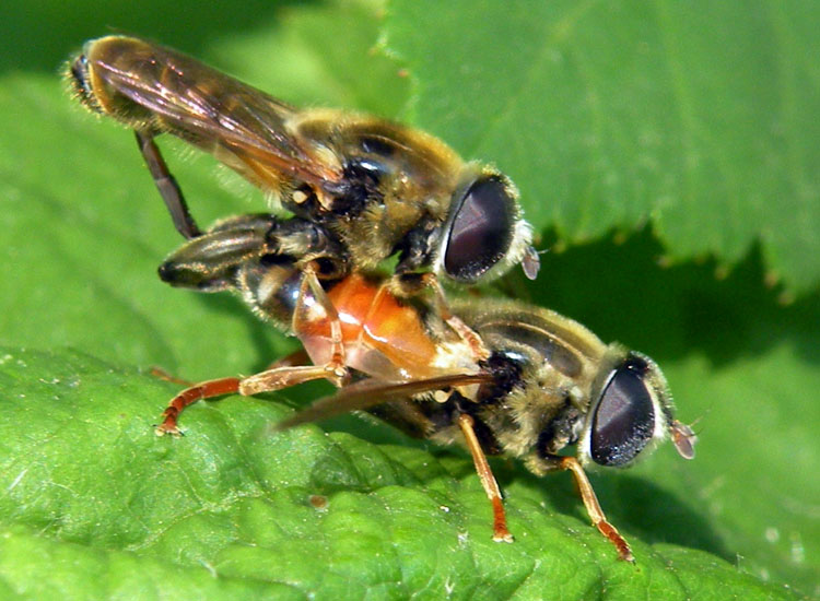 Syrphidae: Paragus sp